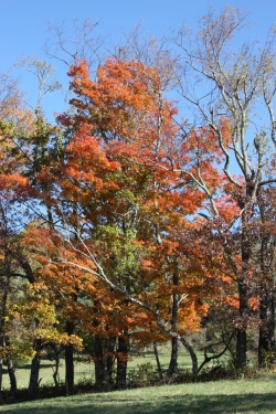 Trees at Blackburn Vannoy Farm, Fall 2010
